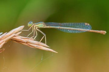 Damselfly sitting on dry grass at dusk 