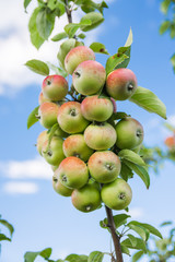 Apple tree with lots of apples. On one branch more than 20 apples.