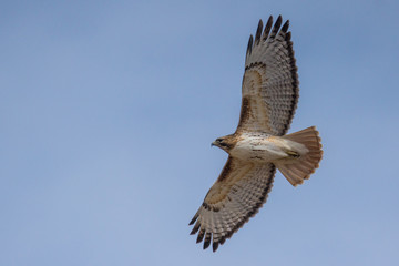 Hawk in flight