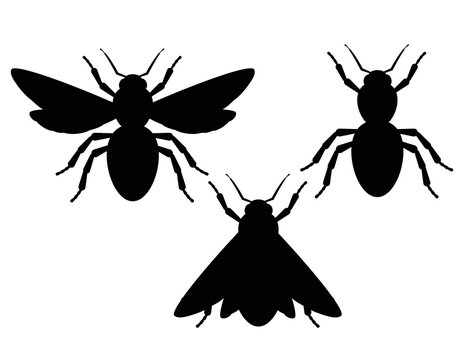 Vector set of black and white silhouettes of insects. Elements for logo with moth, beetle, bee. Graphic design of insects for tattoo or label isolated from white background