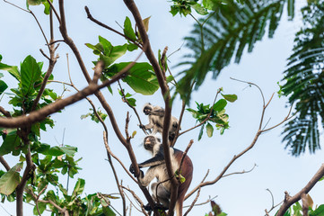 Red colobus at the time of the meal on the tree. The island of Zanzibar, Tanzania
