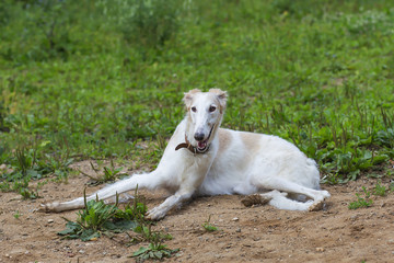 the dog breed Greyhound is lying on the sand