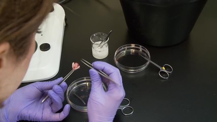 researcher scientist mouse brain dissection with forceps, over the shoulder