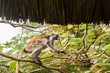 Red colobus at the time of the meal on the tree. The island of Zanzibar, Tanzania