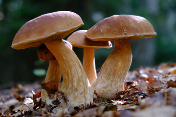 Grzyb borowik szlachetny (Boletus edulis) - grupa grzybów - obrazy, fototapety, plakaty