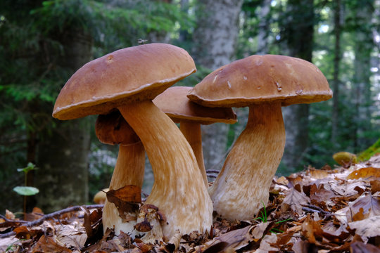 Grzyb borowik szlachetny (Boletus edulis) - grupa grzyb&oacute;w