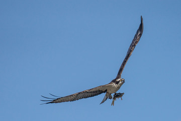 Osprey and fish 