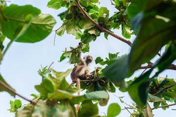 Red colobus at the time of the meal on the tree. The island of Zanzibar, Tanzania