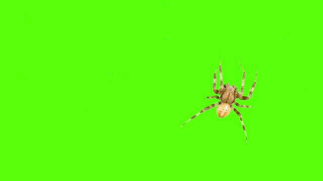 Funny spider crawls on the screen on a green background. Logo screensaver. One click selection and overlay in the video editor.