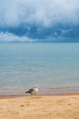 One seagull standing on the shore of a lake with a storm brewing in the background. 