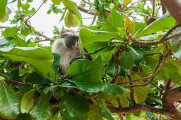 Red colobus at the time of the meal on the tree. The island of Zanzibar, Tanzania