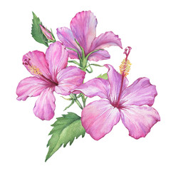Tropical pink Hibiscus flowers (also known as rose of Althea or Sharon, rose mallow) Watercolor hand drawn painting illustration isolated on a white background.