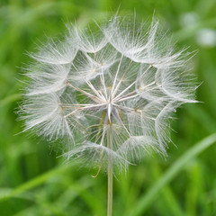 dandelion macro photo beginning of summer super close-up