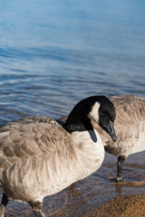 Great White Throated Goose sitting onside of  lake in early morning 
