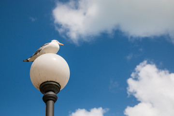 mouette posée sur un lampadaire blanc sur fond de ciel bleu