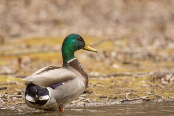 Mallar duck in water