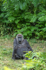 Gorille à dos argenté assis dans l'herbe