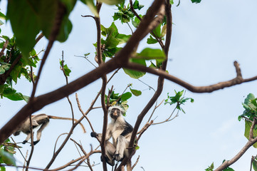 Red colobus at the time of the meal on the tree. The island of Zanzibar, Tanzania