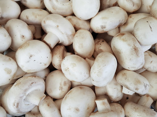 many champignons as background