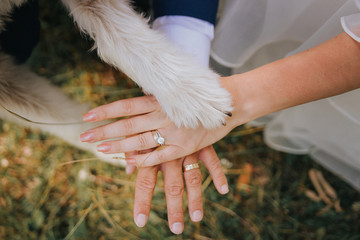 dog paw on the bride and groom hands