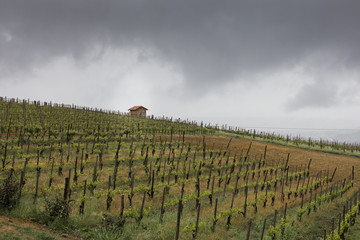 Viñas en colina de Acqui Terrme