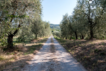 chemin de gravier dans un champ d'olivier en toscane
