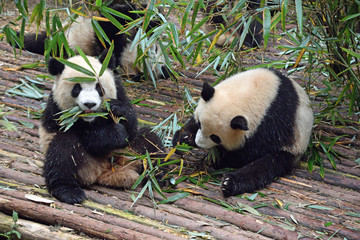 Naklejka na ściany i meble Pandas eating bamboo
