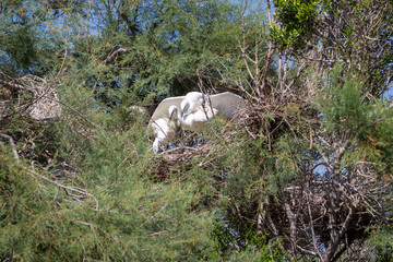 Accoppiamento delle cicogne, Camargue, Francia