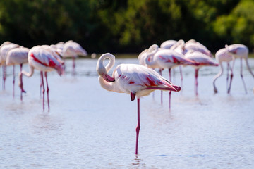 Fototapeta premium Fenicotteri rosa, Camargue, Francia