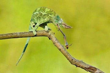 Jackson's Chameleon (Trioceros jacksonii)