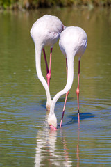 Fenicotteri rosa, Camargue, Francia