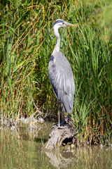 Airone Cenerino, Camargue, Francia