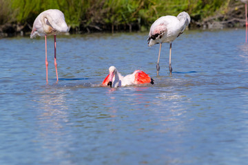 Fenicotteri rosa, Camargue, Francia