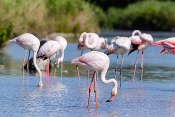 Fenicotteri rosa, Camargue, Francia