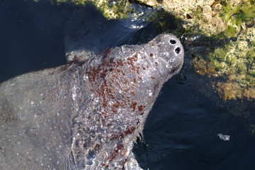 Manatee, Bahamas