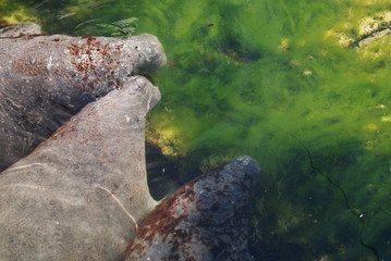 Manatee, Bahamas