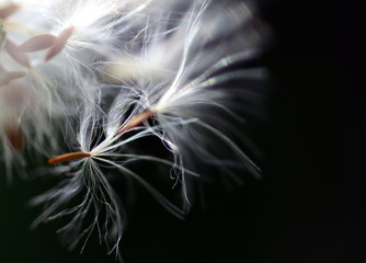 Samen im Abflug