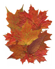 Red Fall Leaf Pattern