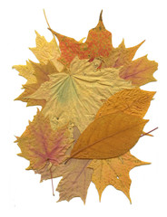 Yellow Fall Leaf Pattern