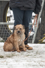 Portrait of a griffon dog living in belgium
