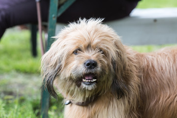 Portrait of a griffon dog living in belgium