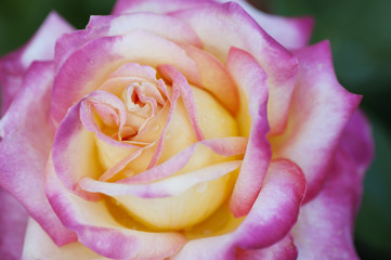 Fototapeta na wymiar Róża