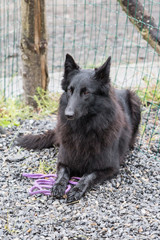 Portrait of a groenendeal dog living in belgium