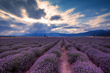 Naklejka na ściany i meble Lavender fields. Beautiful image of lavender field.