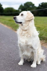 Purebred white golden retriever standing in the middle of a rural road and looking to the side