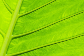 Tropical leaf texture, large palm foliage