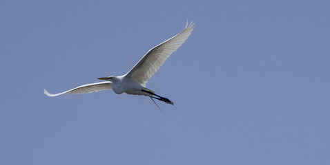 Yankeetown Heron 2