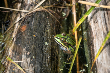 Green frog