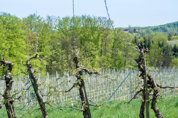 Weingarten