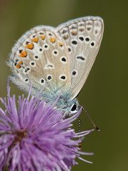 Northern blue (Plebejus idas)